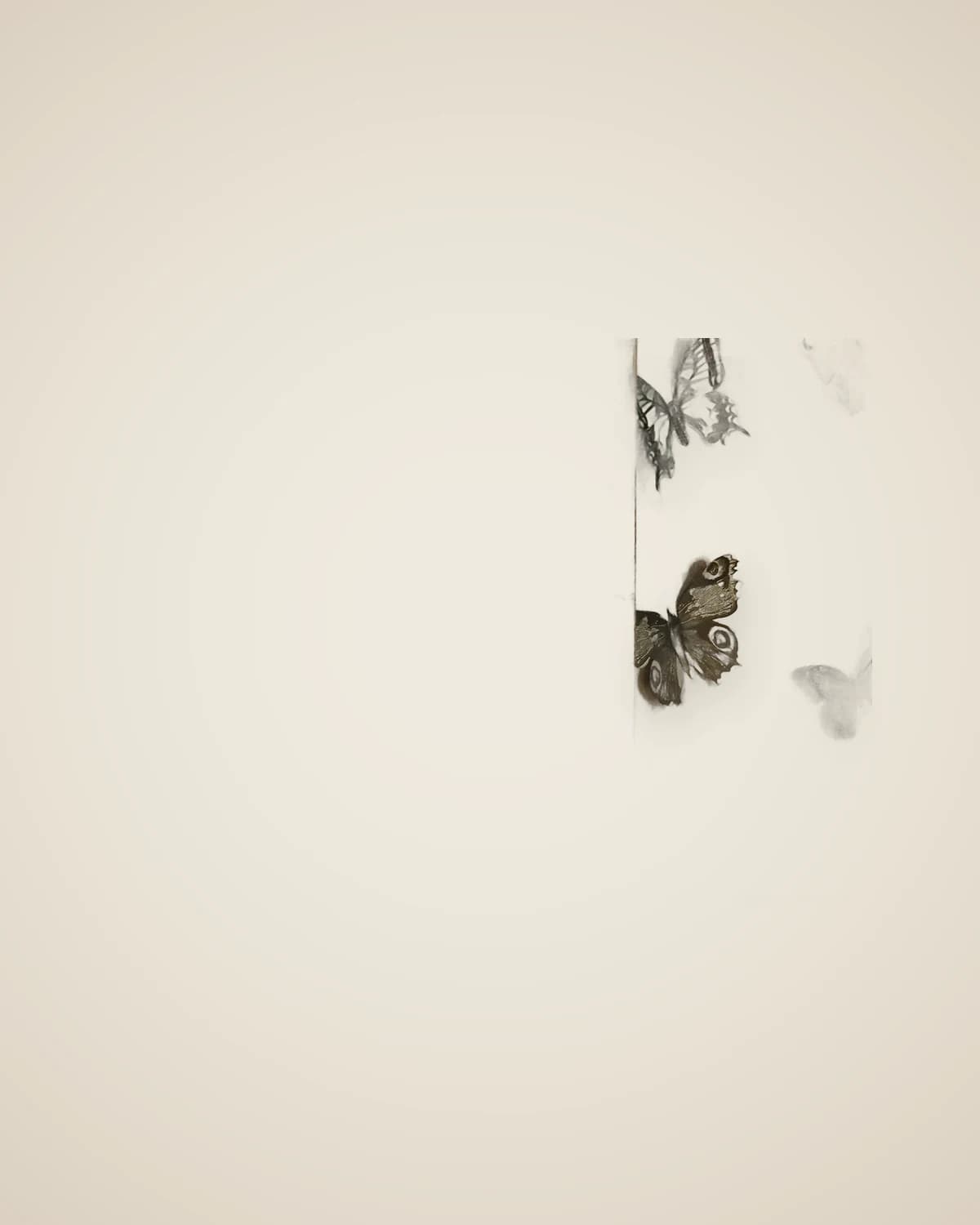 Modell eines dekorativen Malsets mit Schmetterlingsmotiv — TUTA — 4